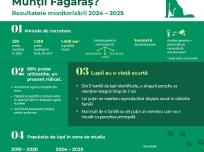 24 de lupi identificați prin ADN în Munții Făgăraș și masivele învecinate. Monitorizarea populației continuă