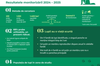 2-haita-lupi-fundatia-conservation-carpathia02-1675.jpg