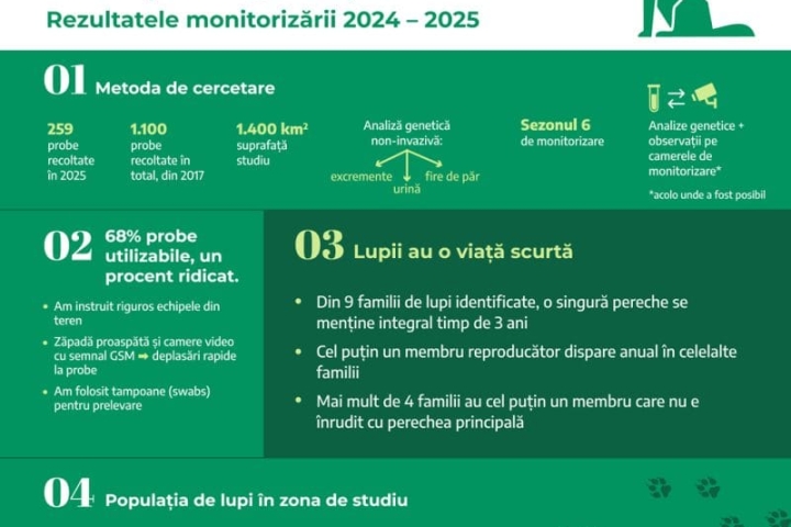 2-haita-lupi-fundatia-conservation-carpathia02-1675.jpg