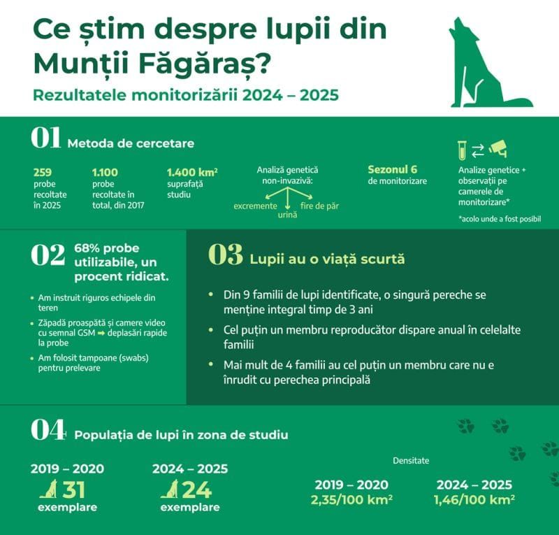 2-haita-lupi-fundatia-conservation-carpathia02-1675.jpg