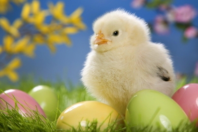 570492-easter-background.jpg