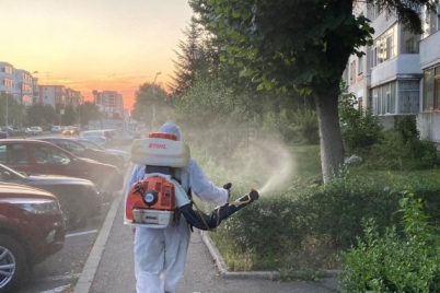 Stropiri_daunatori_Pitesti.jpg