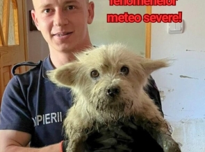 ISU: Protejați și animalele în timpul fenomenelor meteo severe!
