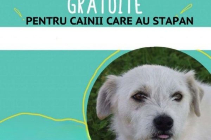 b_800_600_0_00_images__2017_03martie_Topoloveni_sterilizari_caini_cu_stapan.jpg