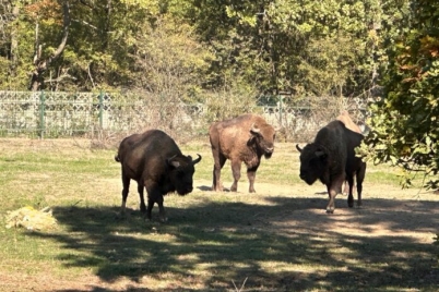 gradina-zoologica-pitesti-zimbrii-696x522-1.jpg