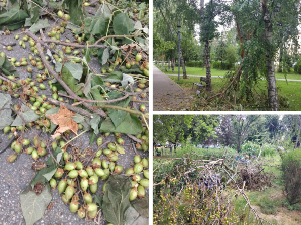 Semnal de alarmă în municipiul Pitești: pomii încărcați de fructe se prăbușesc sub propria greutate!