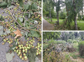 Semnal de alarmă în municipiul Pitești: pomii încărcați de fructe se prăbușesc sub propria greutate!