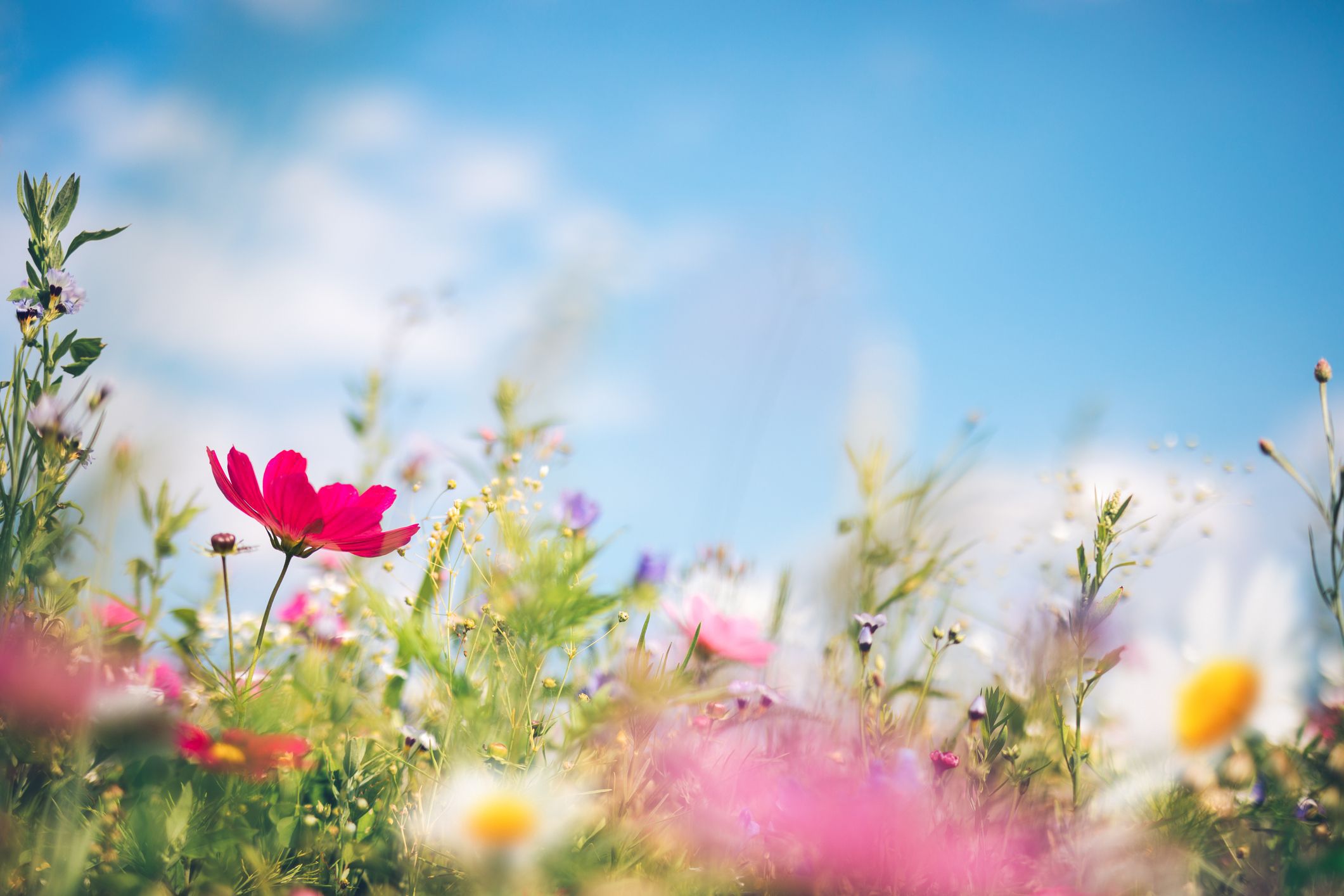 spring-meadow-royalty-free-image-1579125133.jpg