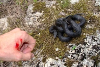 vipera.jpg