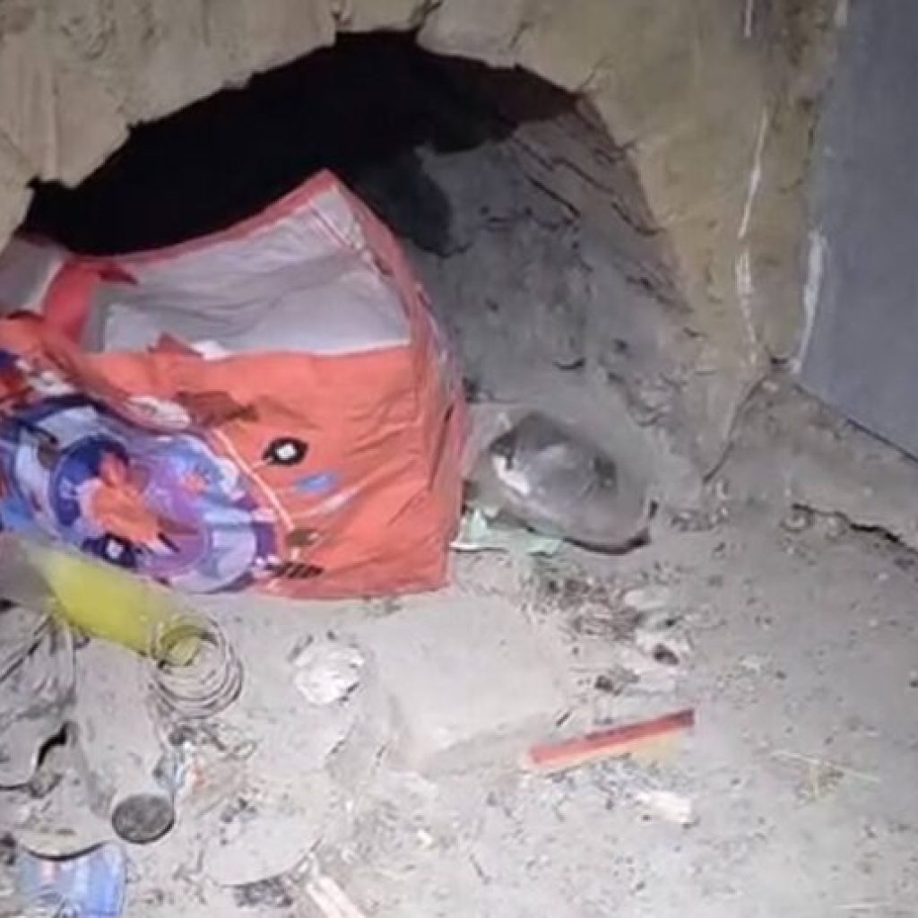 Foto - Nesimțire la cote maxime! Turiștii au VANDALIZAT (din nou) refugiul montan Iezer! 2 gunoi refugiu 1 e1769070294725 696x517 1